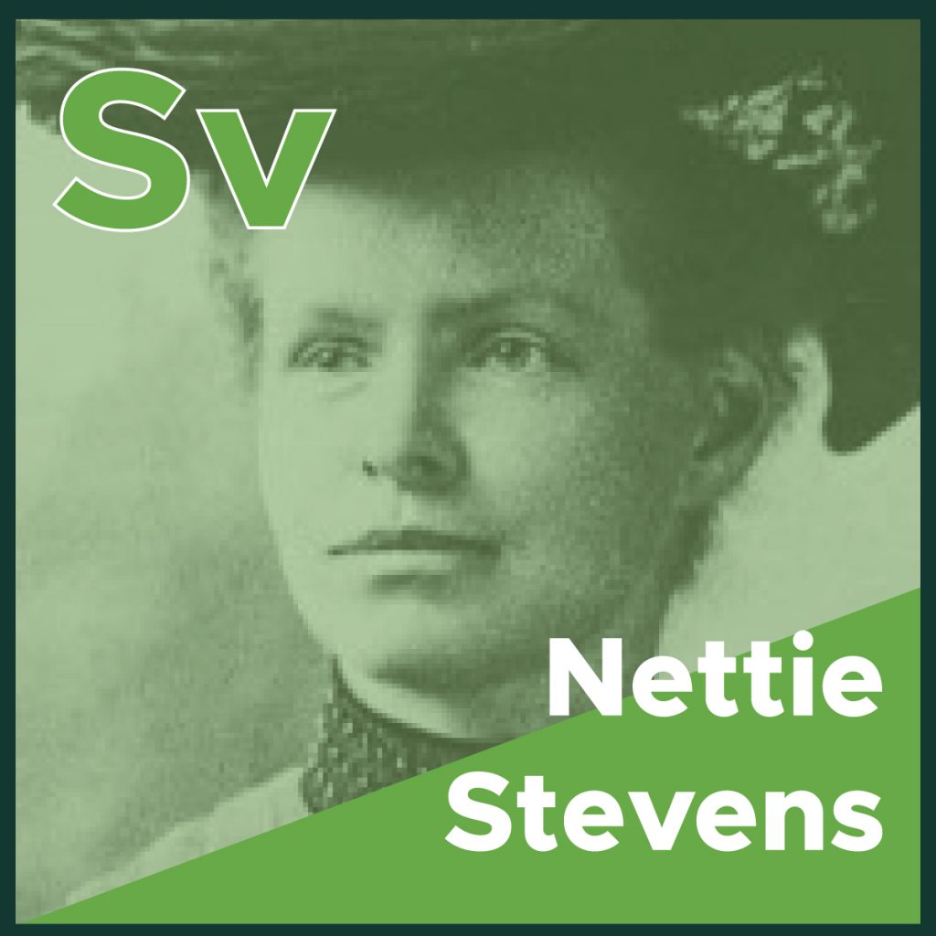 Nettie Stevens Mujeres En La Ciencia